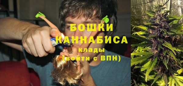 амф Тайга