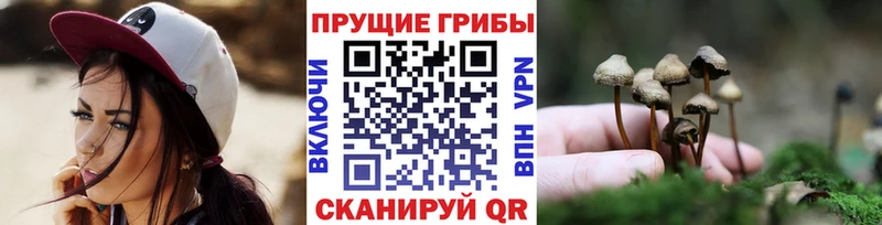 hydra зеркало  Курчатов  Галлюциногенные грибы Cubensis 